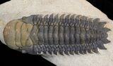 Nice Crotalocephalina & Reedops Trilobite Association #39829-5